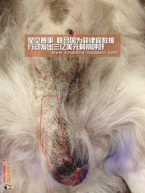星空赛事_联合国为菲律宾救援行动发出三亿美元募捐呼吁(图2) 星空APP